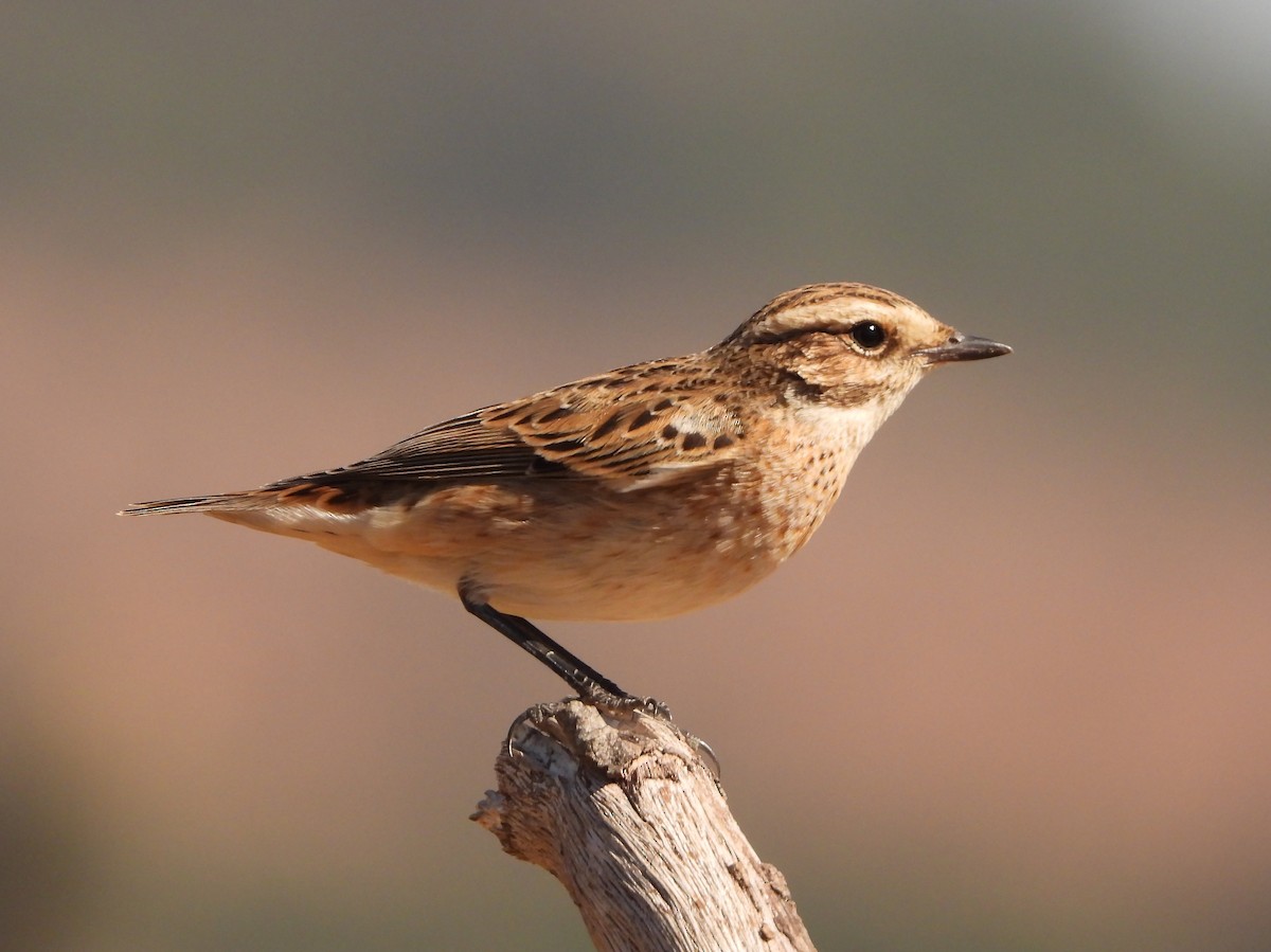 Whinchat - ML262124191