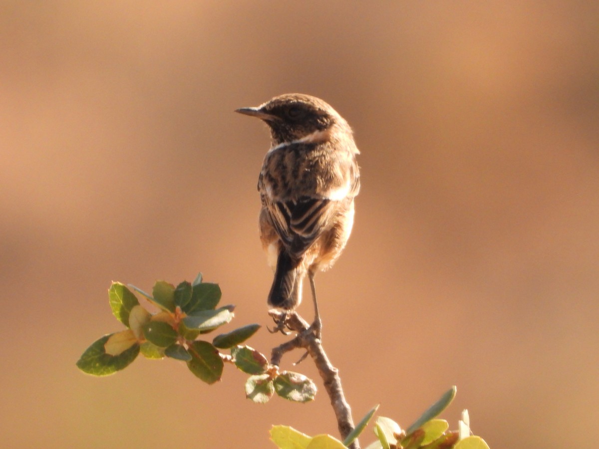 European Stonechat - ML262124221