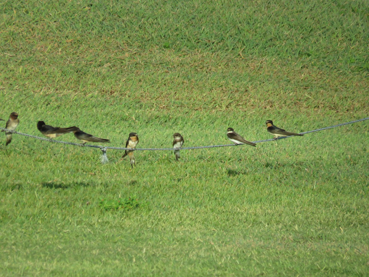 ショウドウツバメ - ML262125211