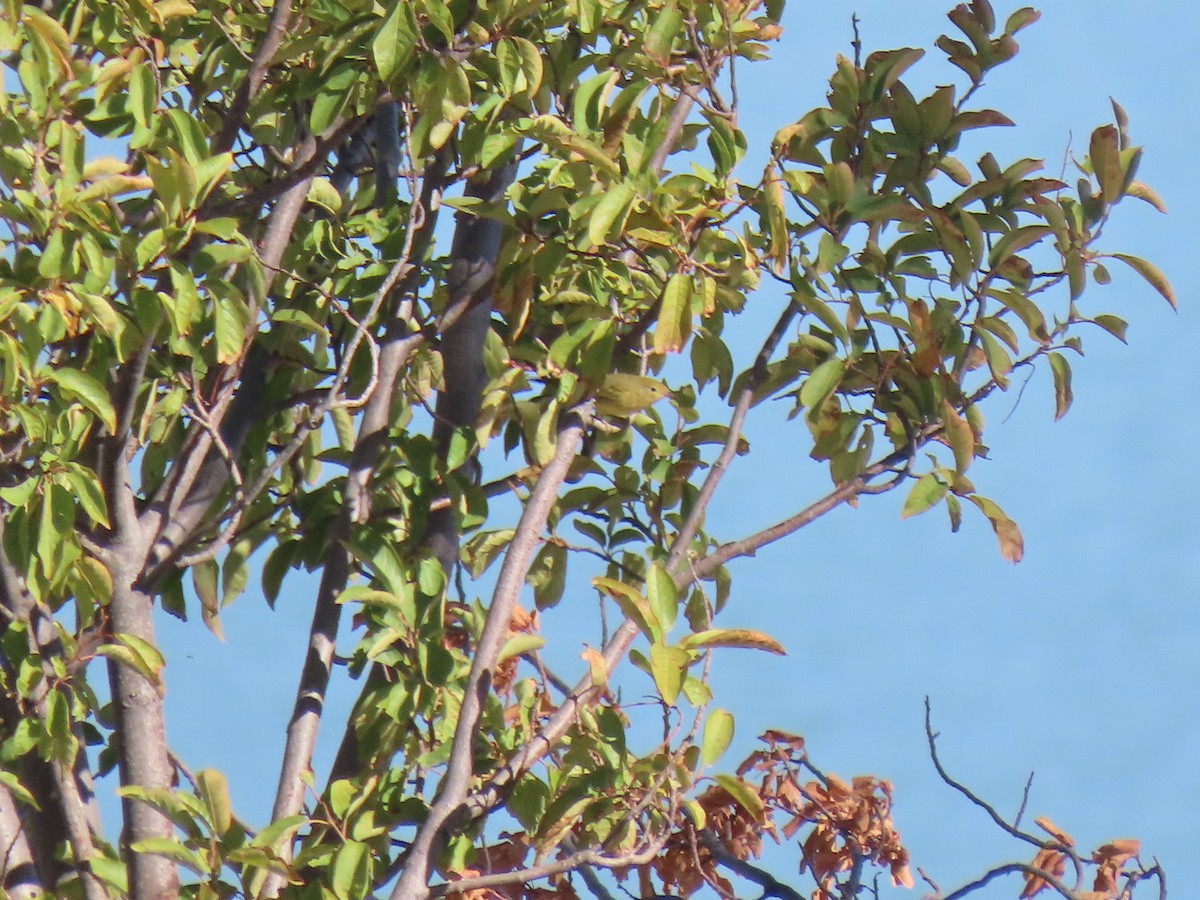 Yellow Warbler - ML262126321