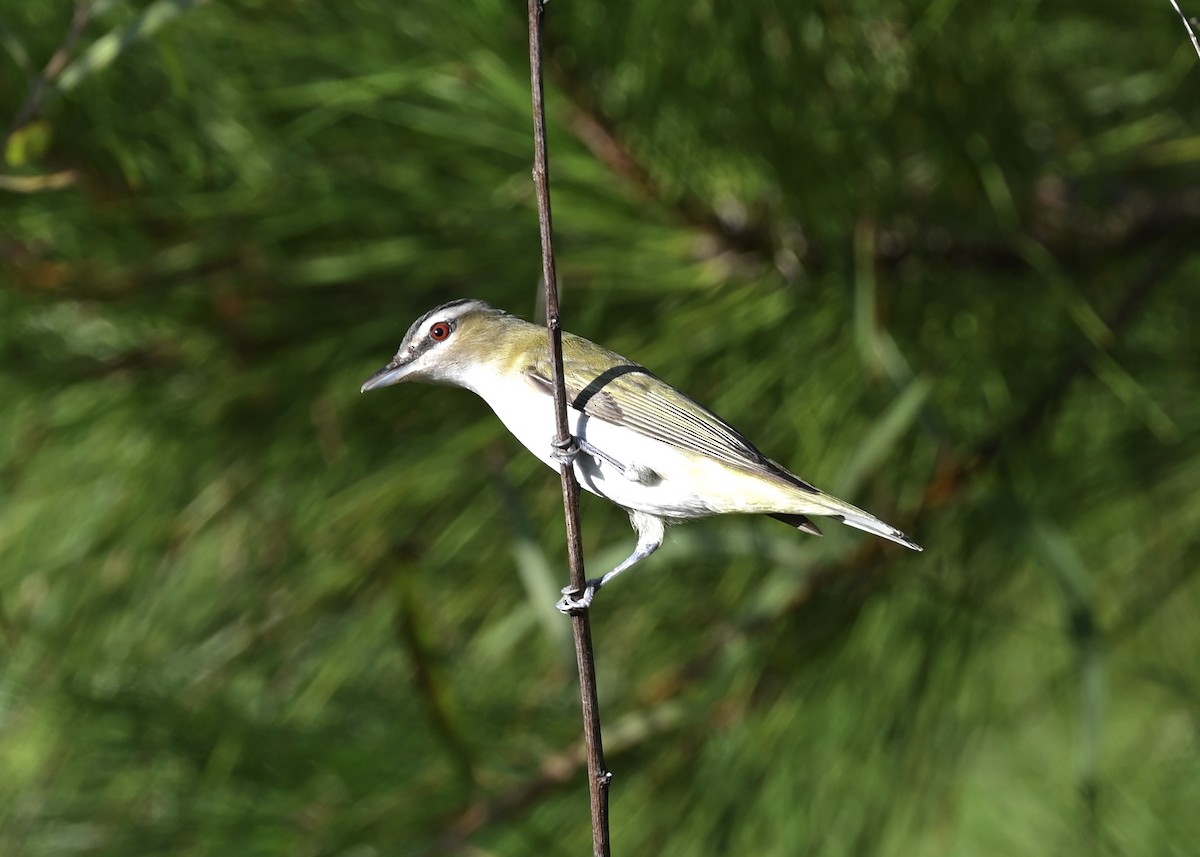 rødøyevireo - ML262126361