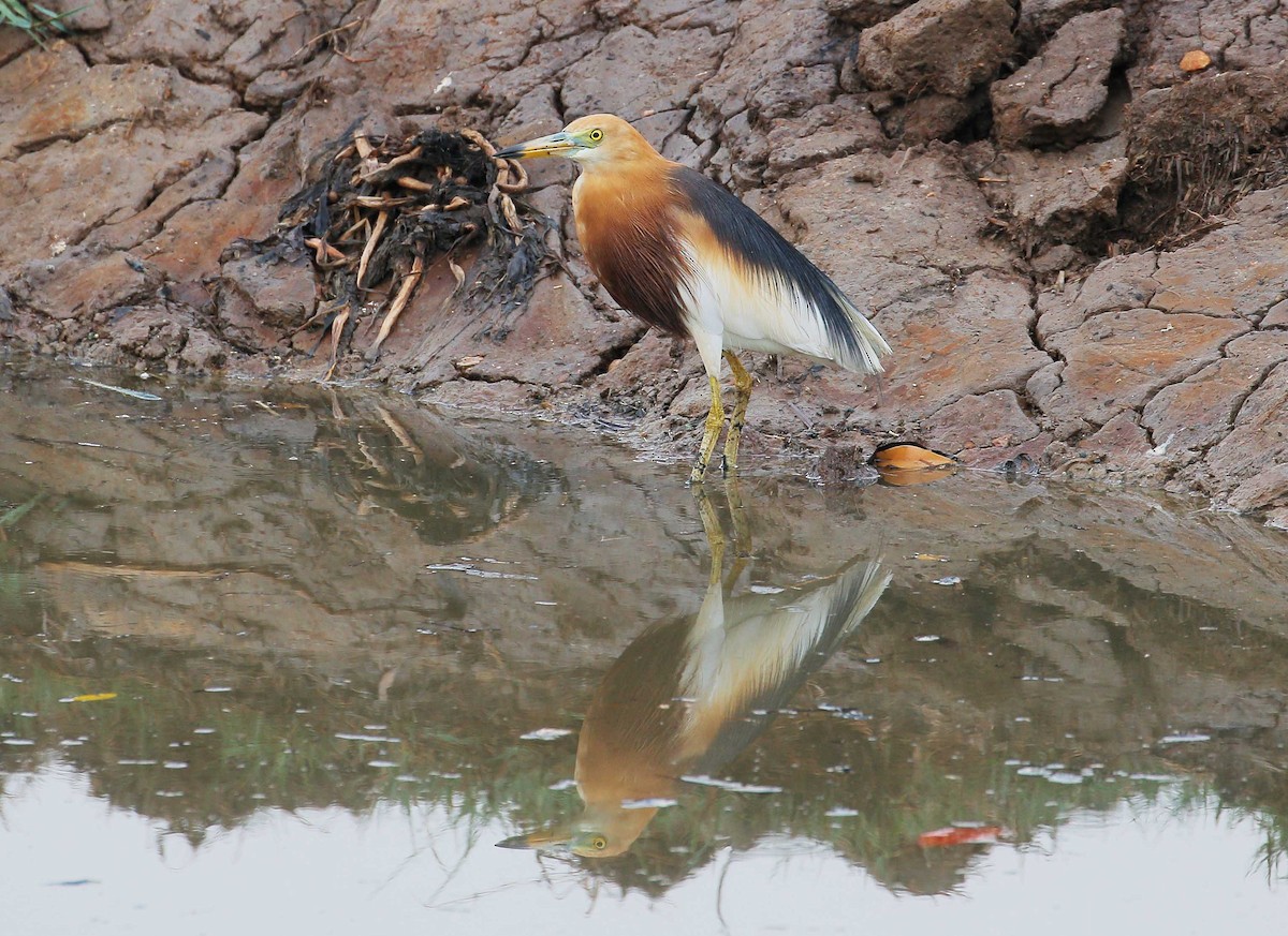 Javan Pond-Heron - ML26212641