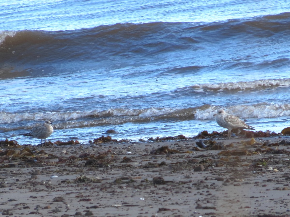 Gaviota Argéntea - ML262127381