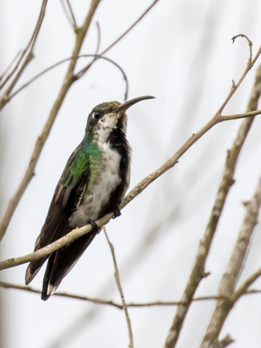 Black-throated Mango - ML262127401