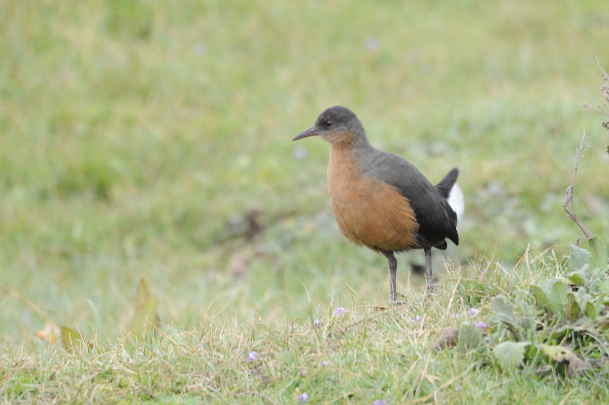 Rouget's Rail - Philippe HUBERT