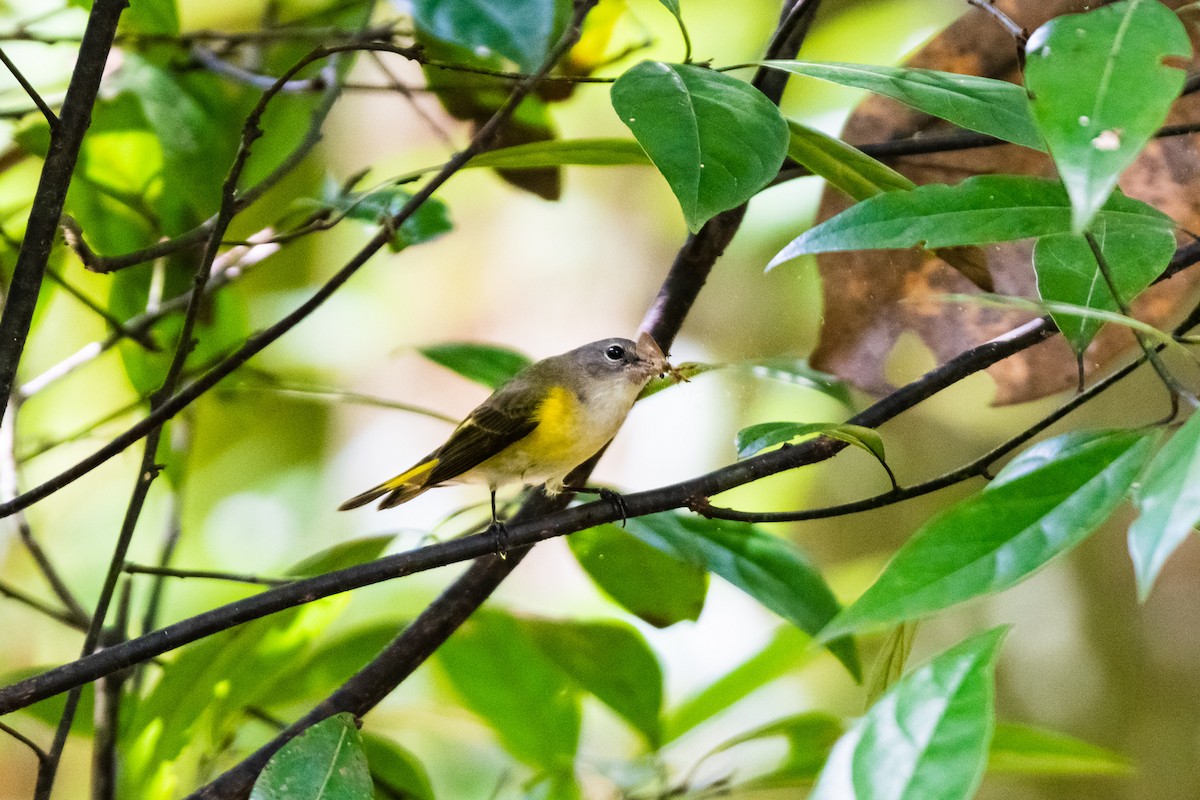 American Redstart - ML262134121