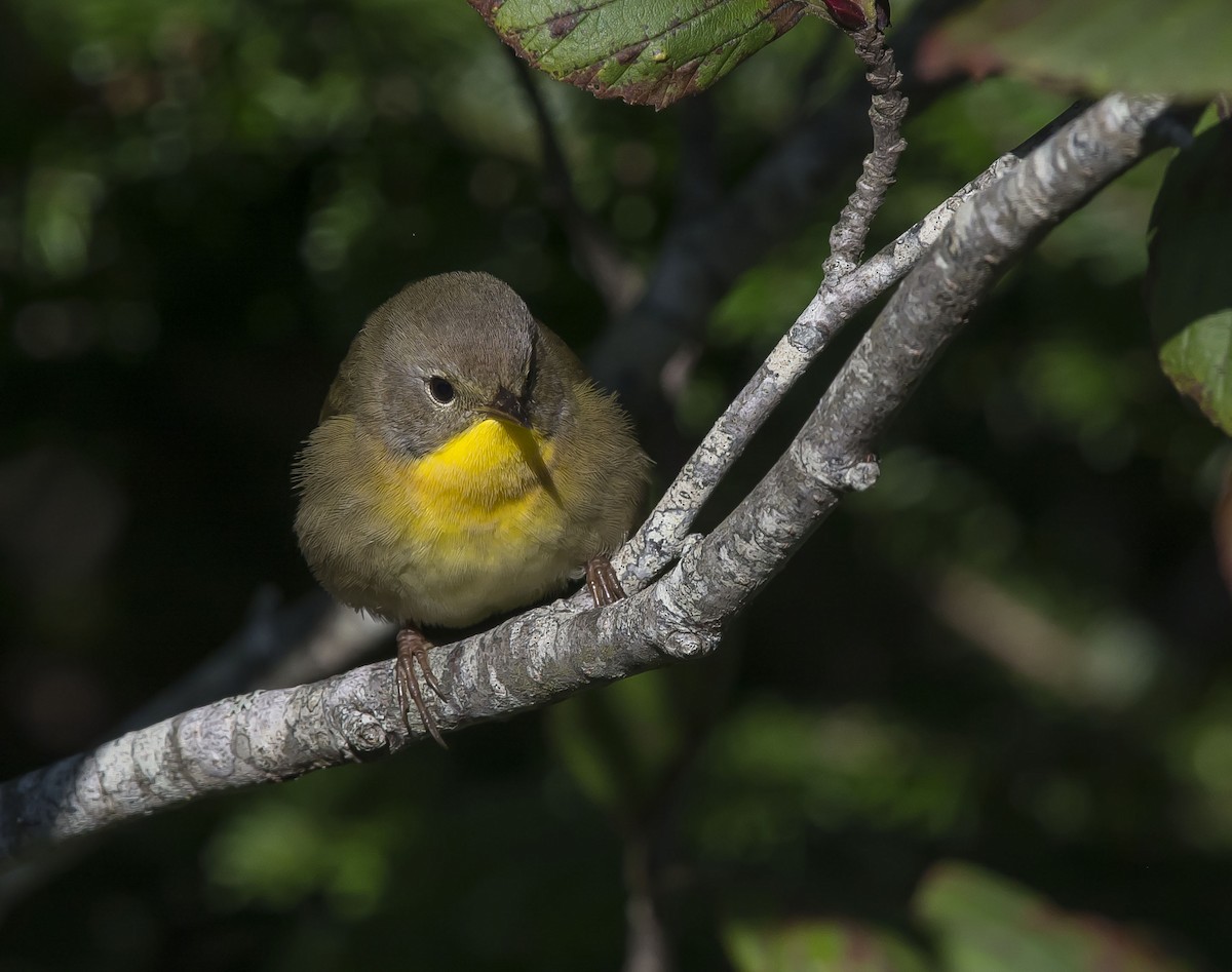 Common Yellowthroat - ML262135611