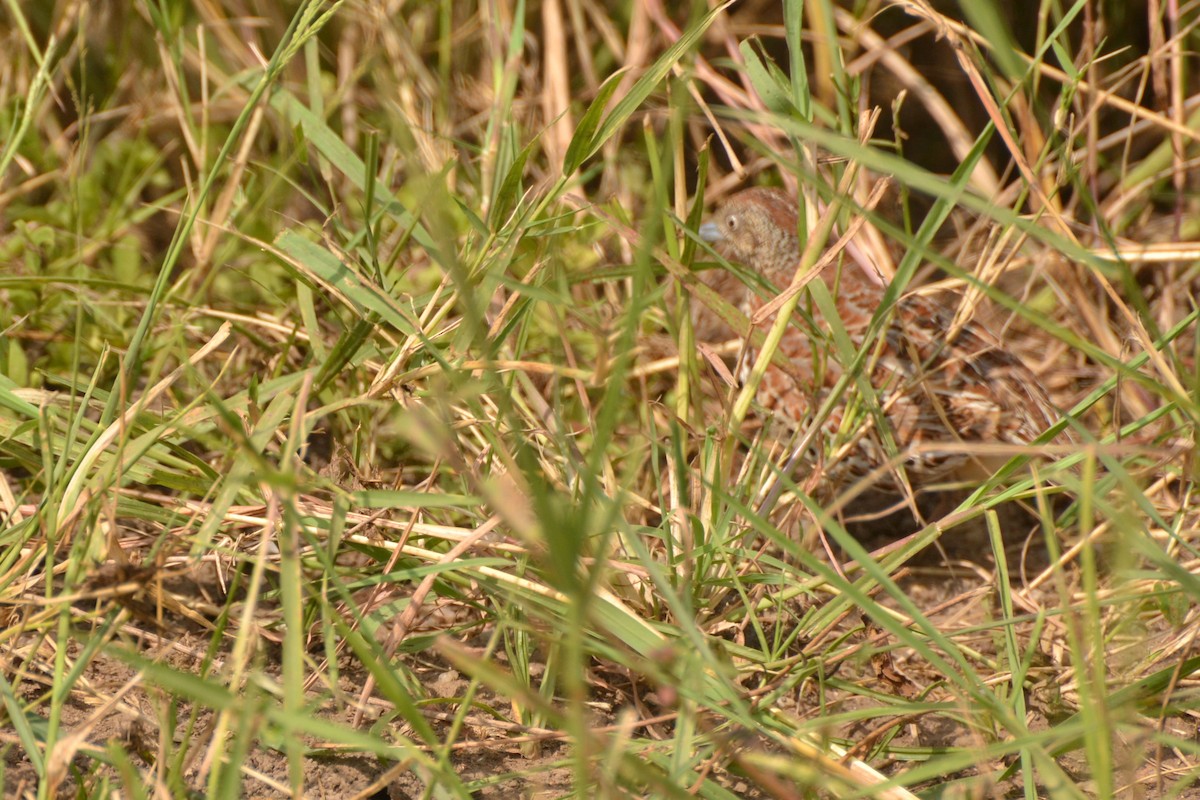 Small Buttonquail - ML262135891