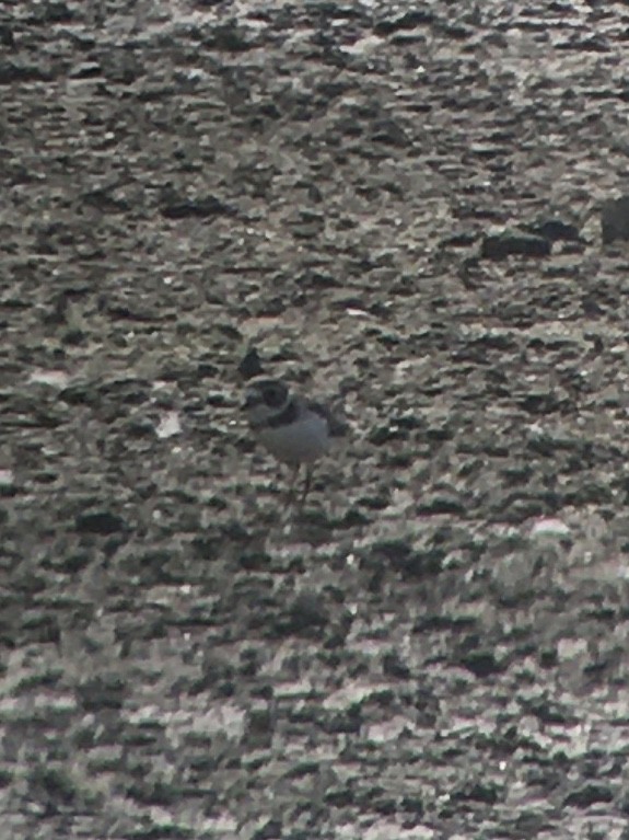 Eskimoregenpfeifer - ML262138101