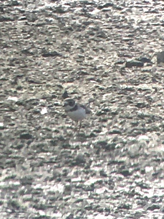 Eskimoregenpfeifer - ML262138441