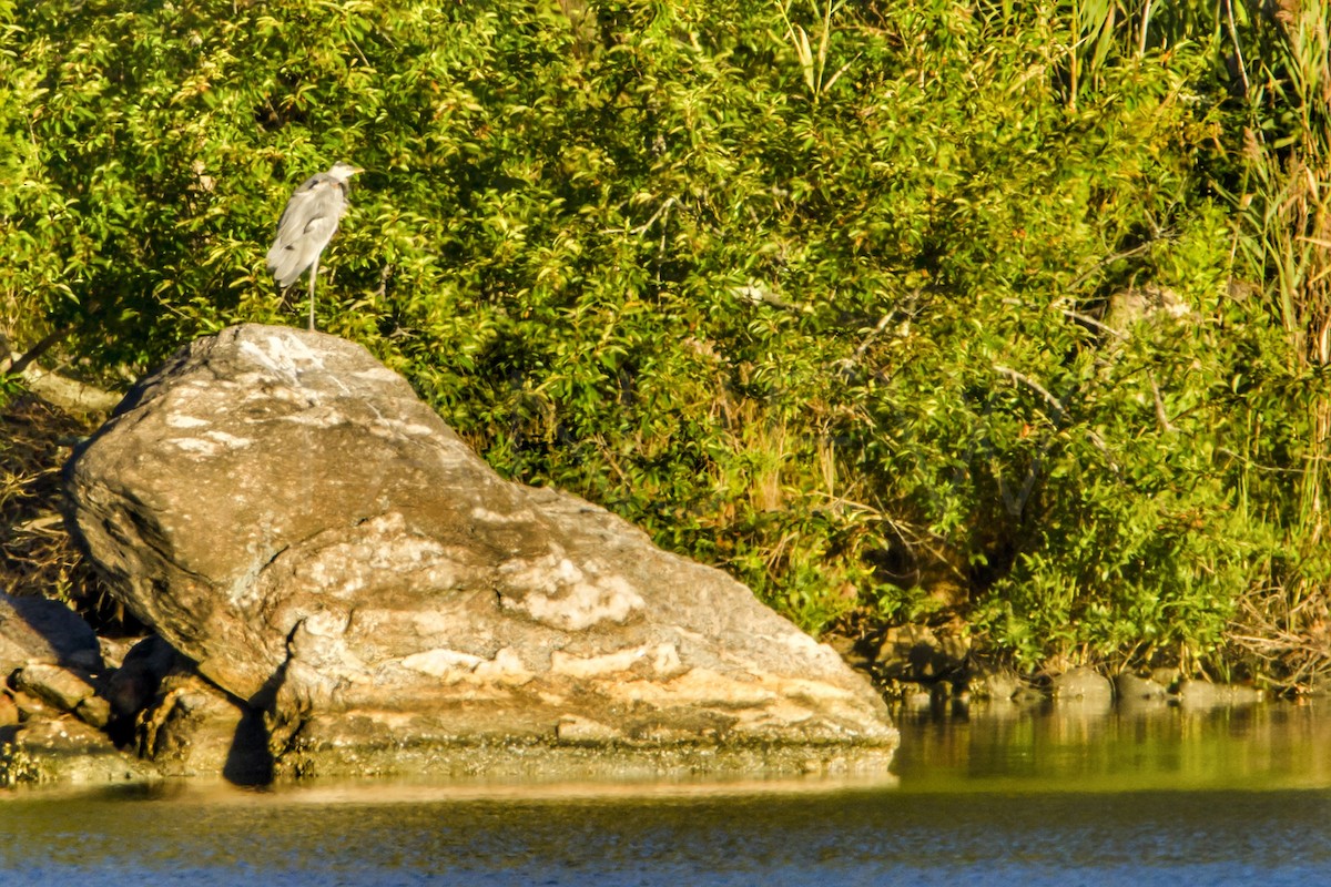 Great Blue Heron - ML262138741