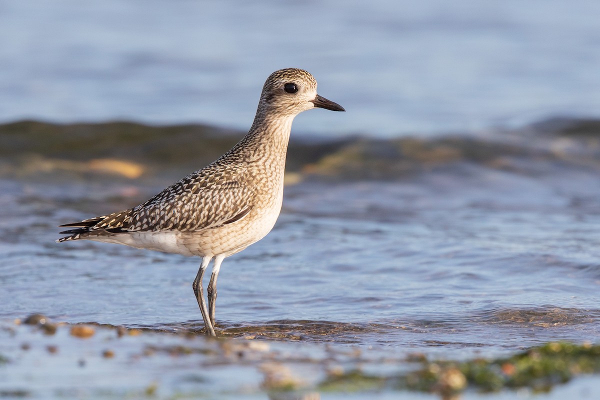 Black-bellied Plover - ML262139001