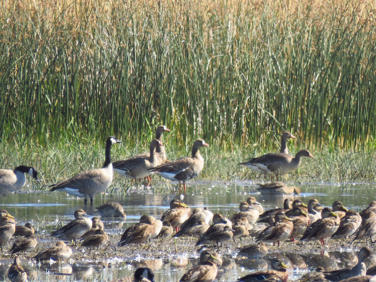 Greater White-fronted Goose - ML262139361