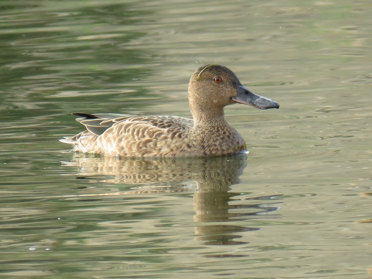 Cinnamon Teal - Robert Theriault