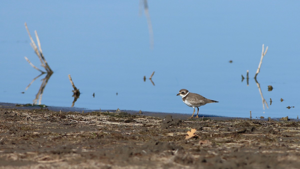 Semipalmated Plover - Eric Hynes