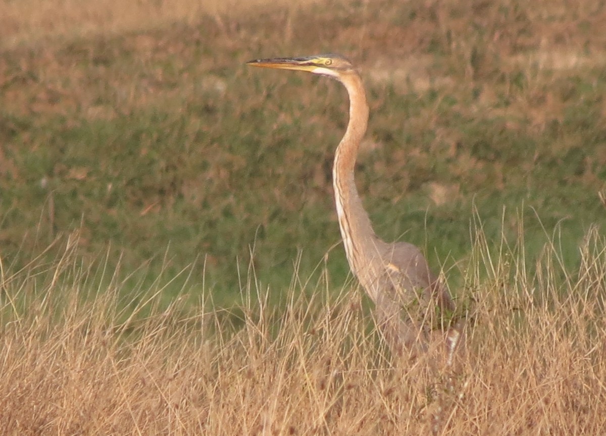 Purple Heron - ML26214261