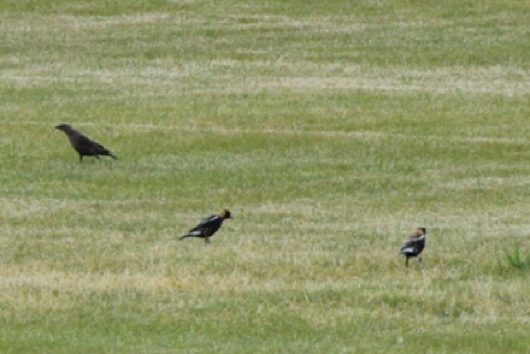 Bobolink - ML262142801