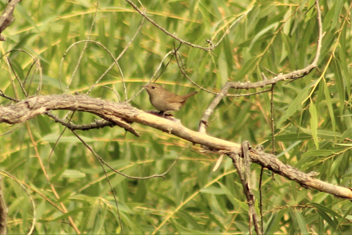 House Wren - Ken Tracey