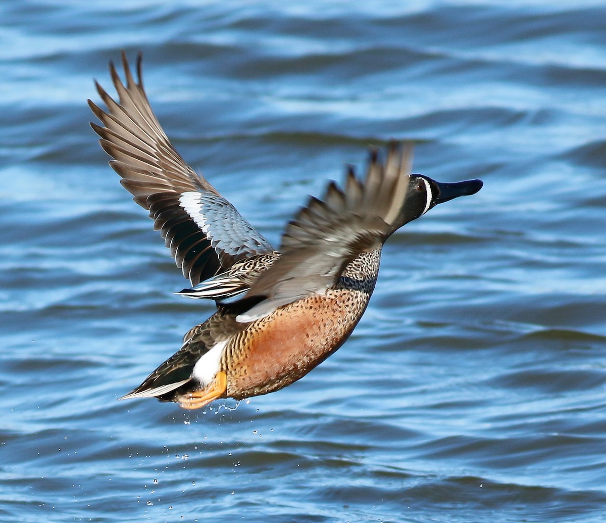 Blue-winged Teal x Northern Shoveler (hybrid) - Kirk Swenson