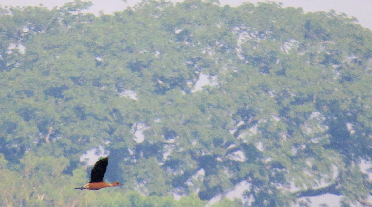 Fulvous Whistling-Duck - Oliver  Komar