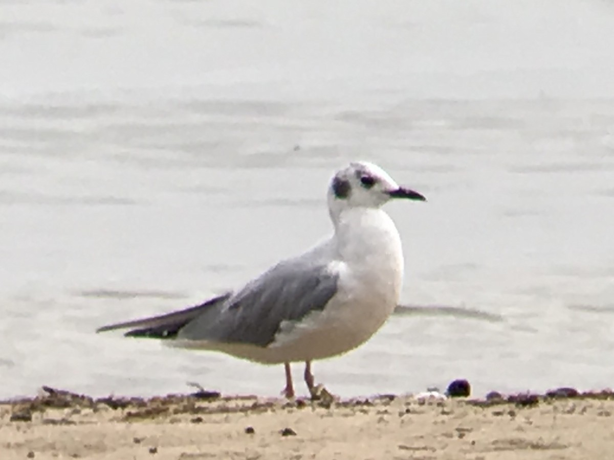 Bonaparte's Gull - ML262145721