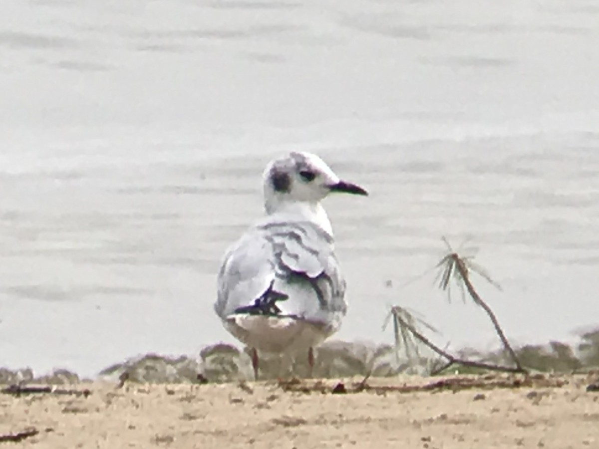 Bonaparte's Gull - ML262145731