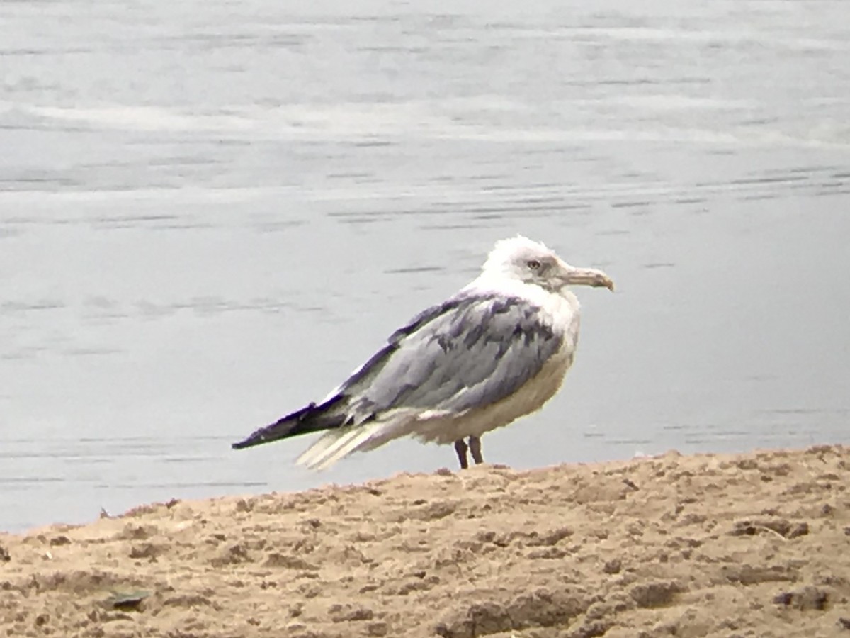 American Herring Gull - ML262145821