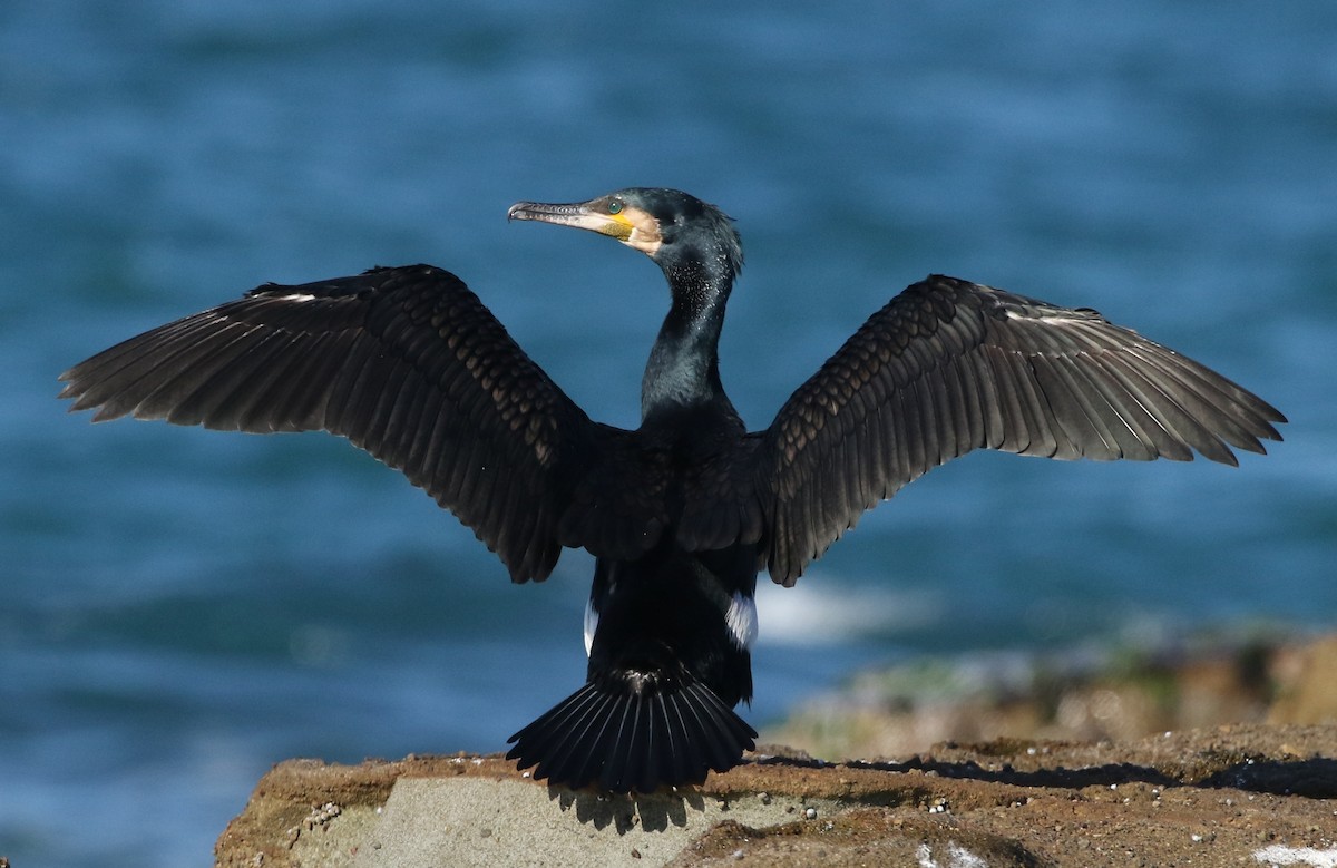 Great Cormorant - David Ongley