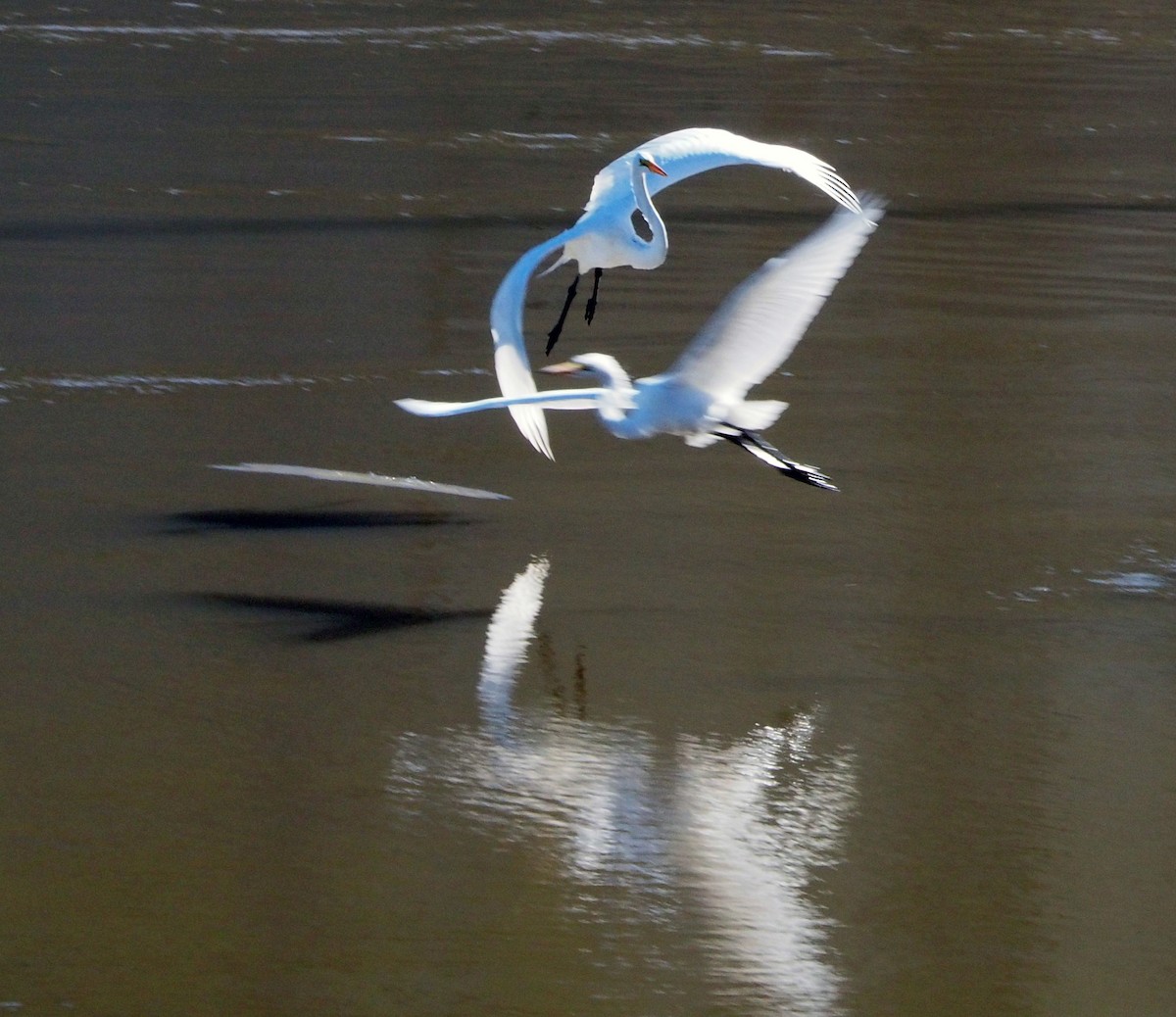 Great Egret - ML262146691