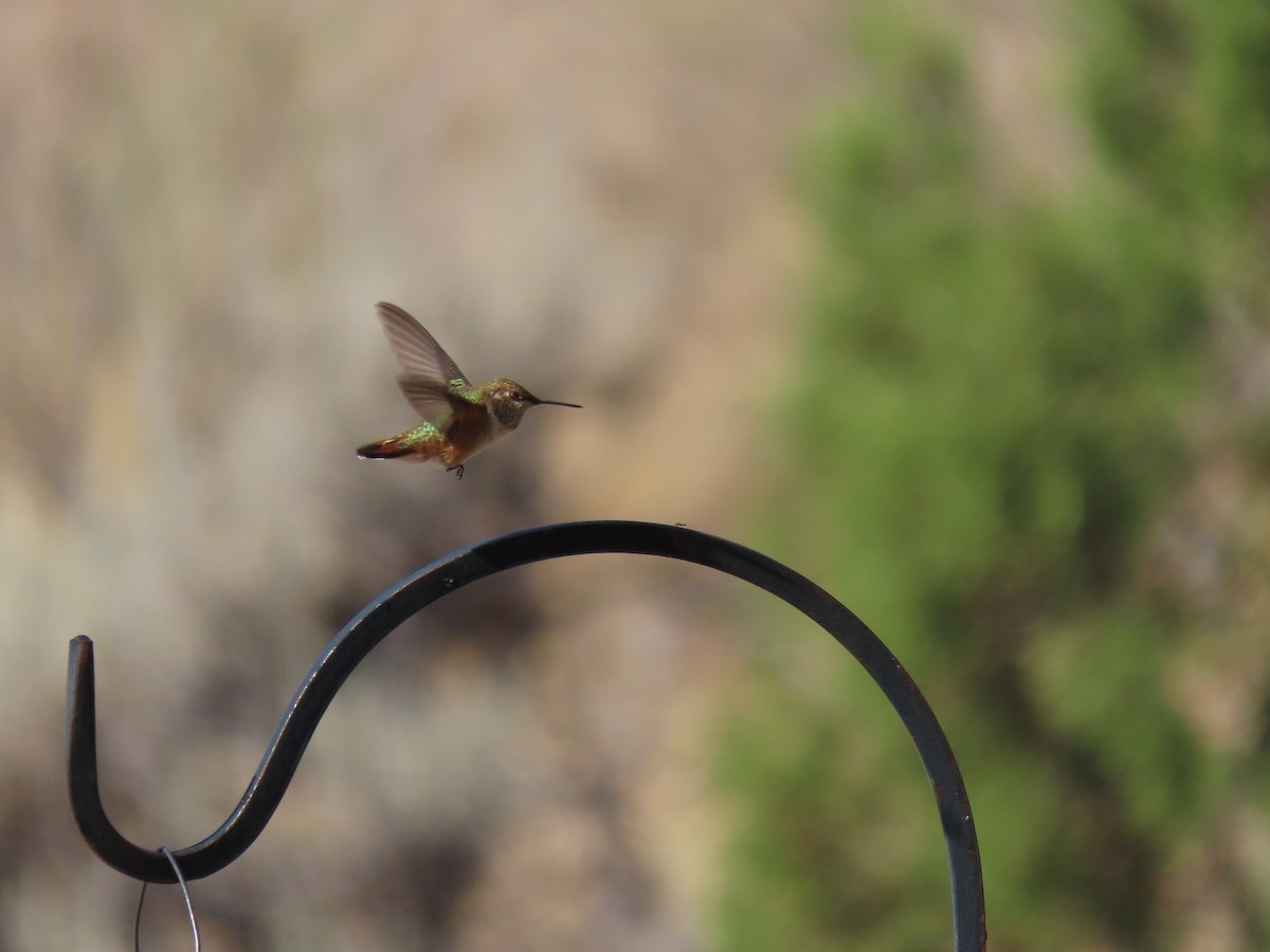 Rufous Hummingbird - ML262147261