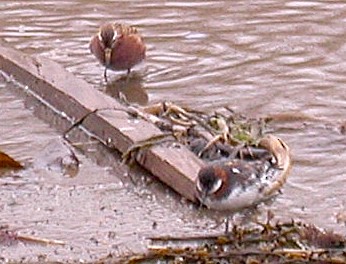 Phalarope à bec étroit - ML262147421