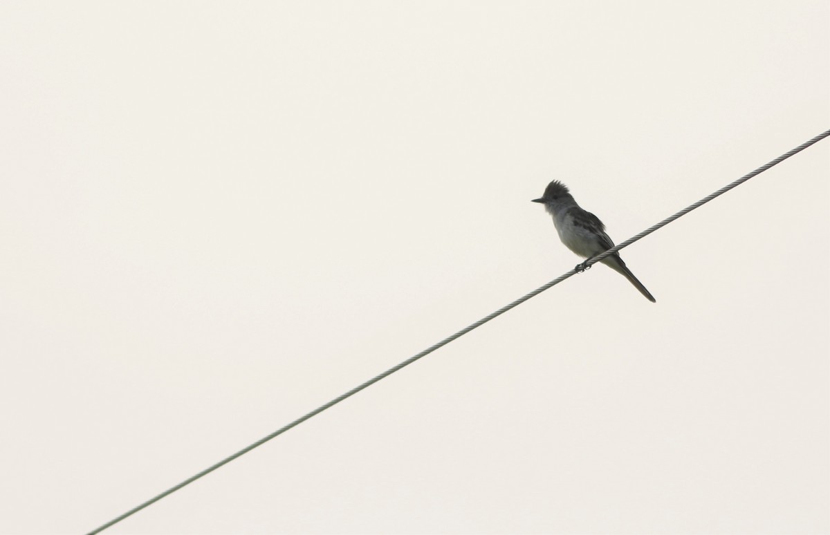 Ash-throated Flycatcher - ML262147521