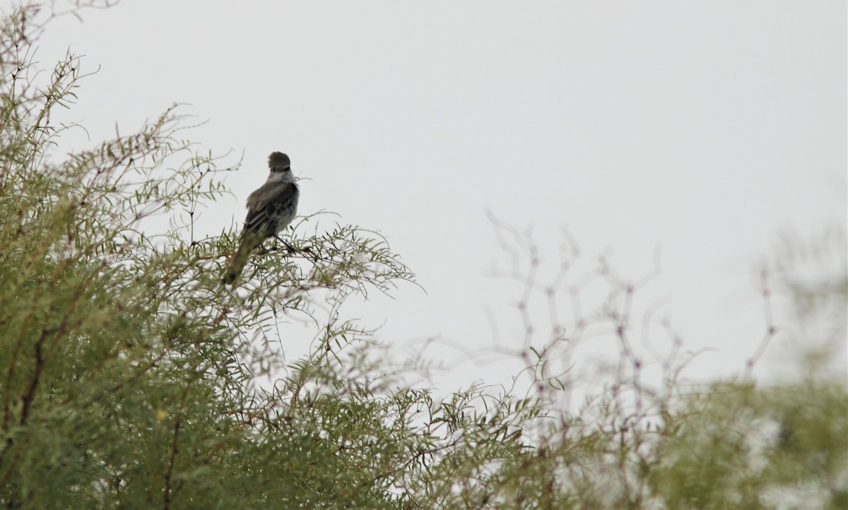 Ash-throated Flycatcher - ML262147531