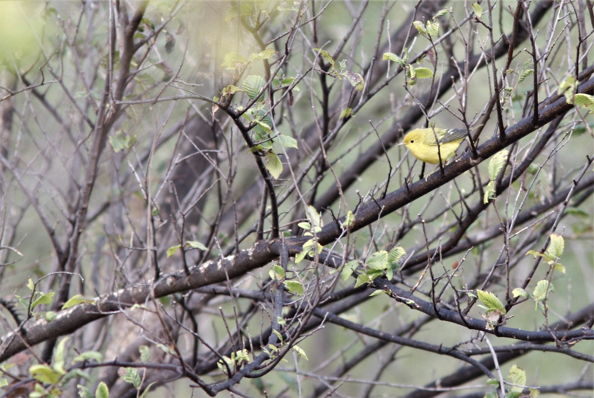 Yellow Warbler - ML262149861