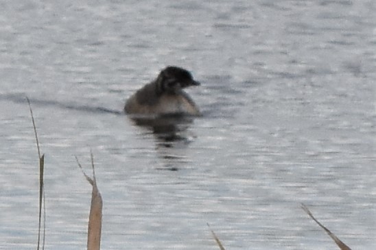 Pied-billed Grebe - ML262150441