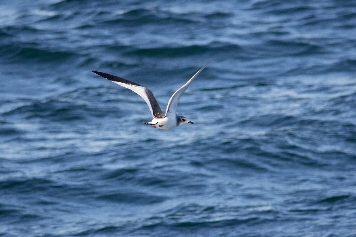 Sabine's Gull - ML262150541