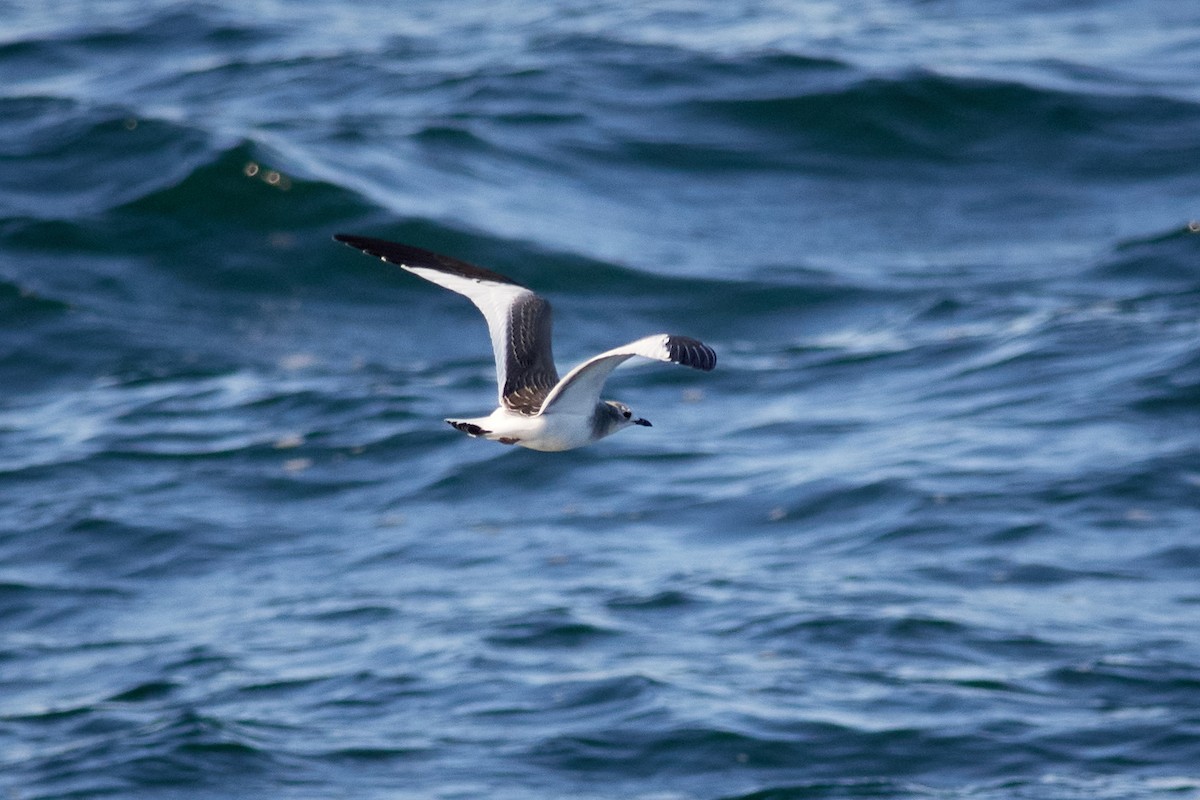 Sabine's Gull - ML262150571