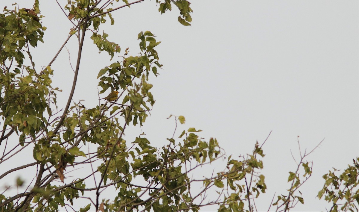 Wilson's Warbler - ML262150891