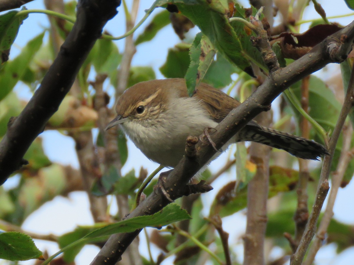 Bewick's Wren - Carolyn Schwab