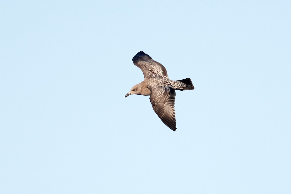 Herring Gull - ML262152211