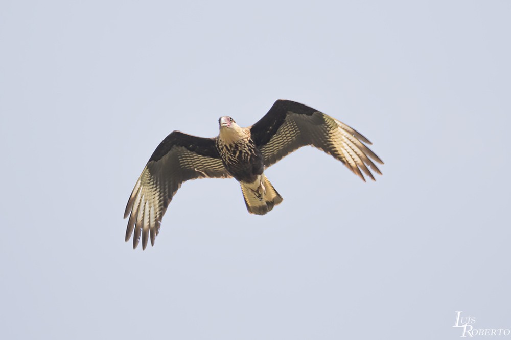 Crested Caracara (Southern) - Luis Roberto da Silva