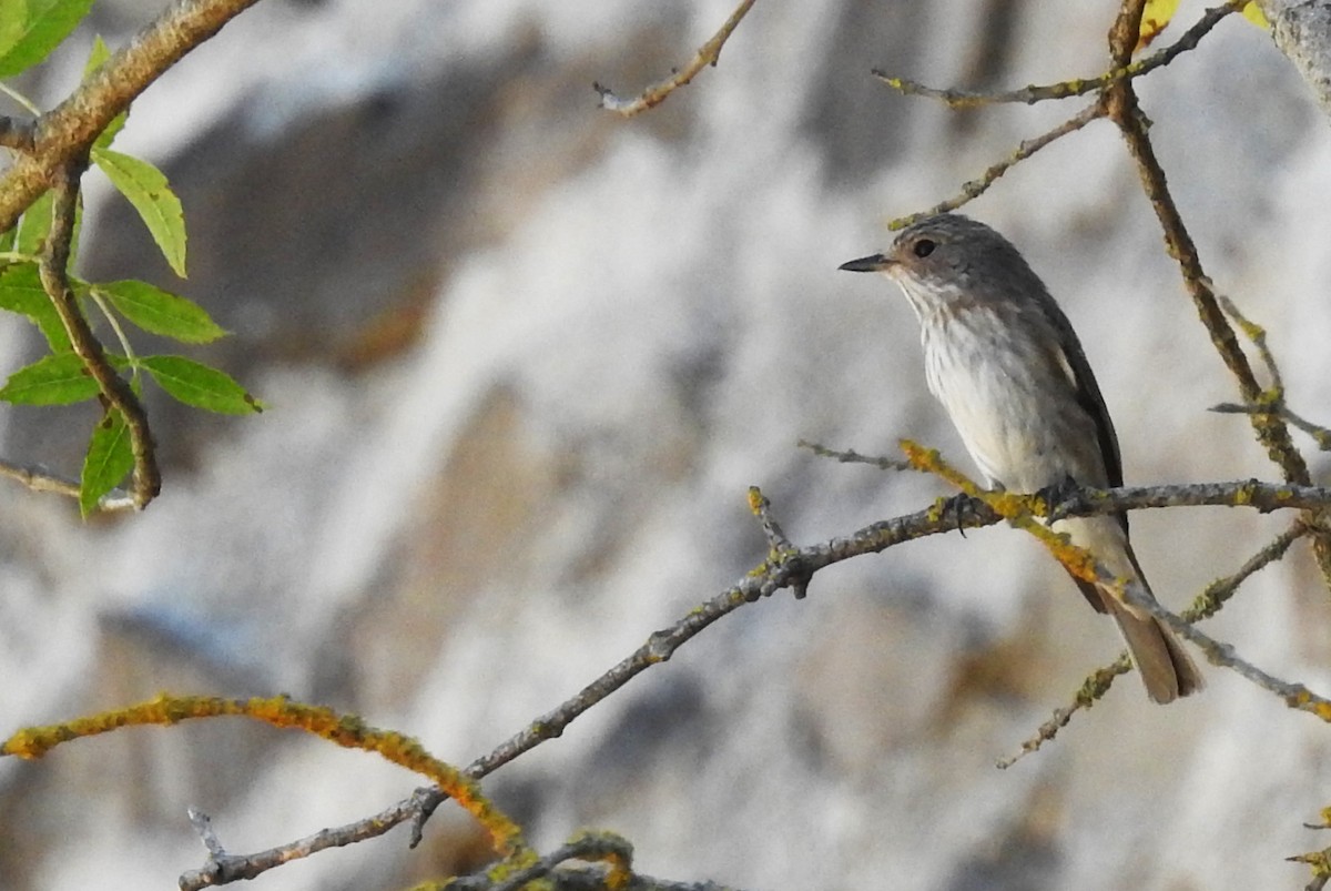 Spotted Flycatcher - ML262154321