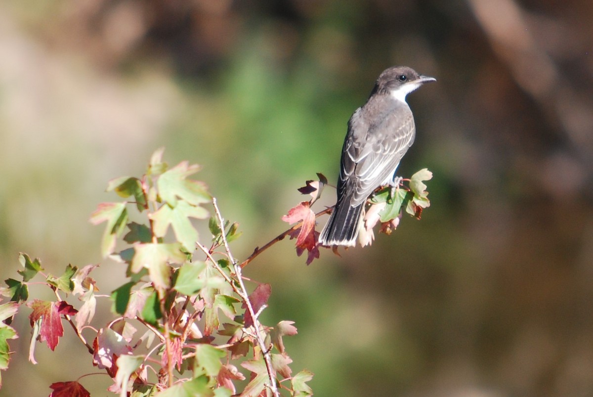 Eastern Kingbird - ML262154501
