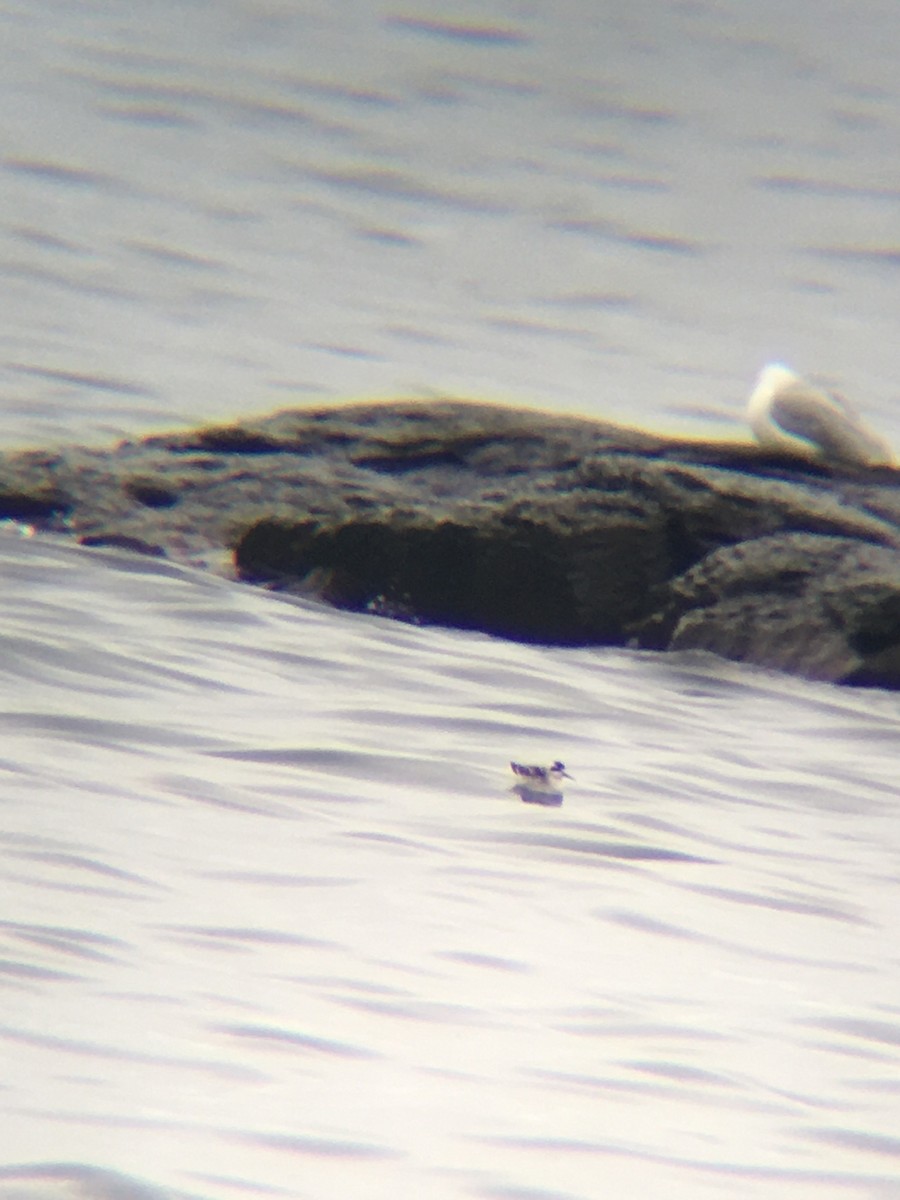 Red-necked Phalarope - Jeff Davis