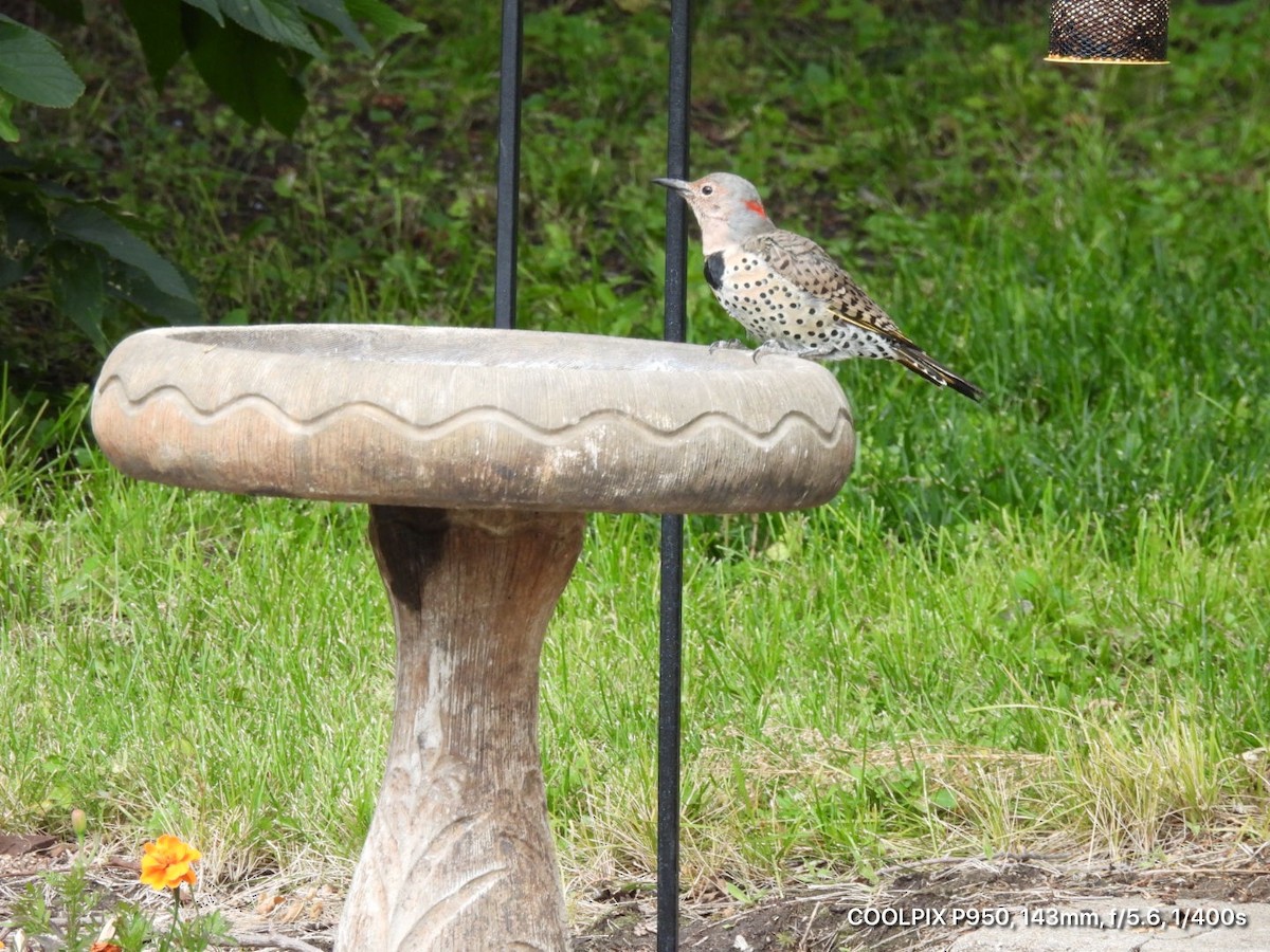 Northern Flicker - ML262157331