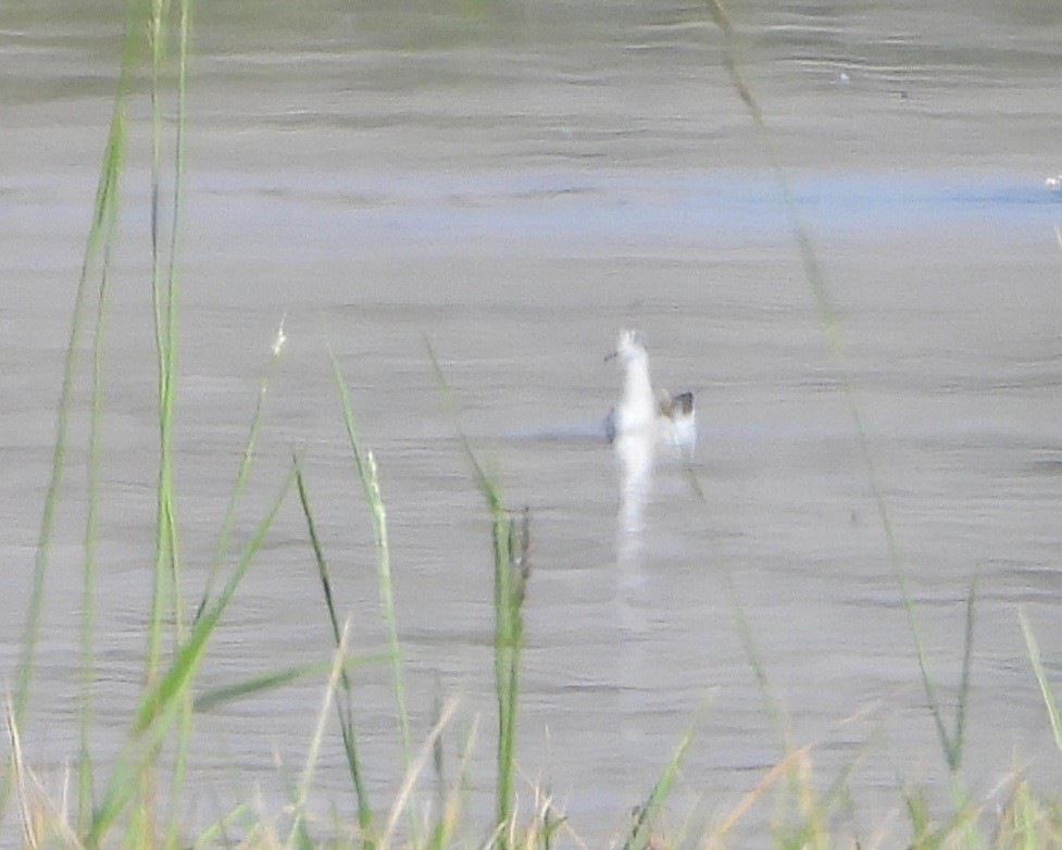 Wilson's Phalarope - ML262158661