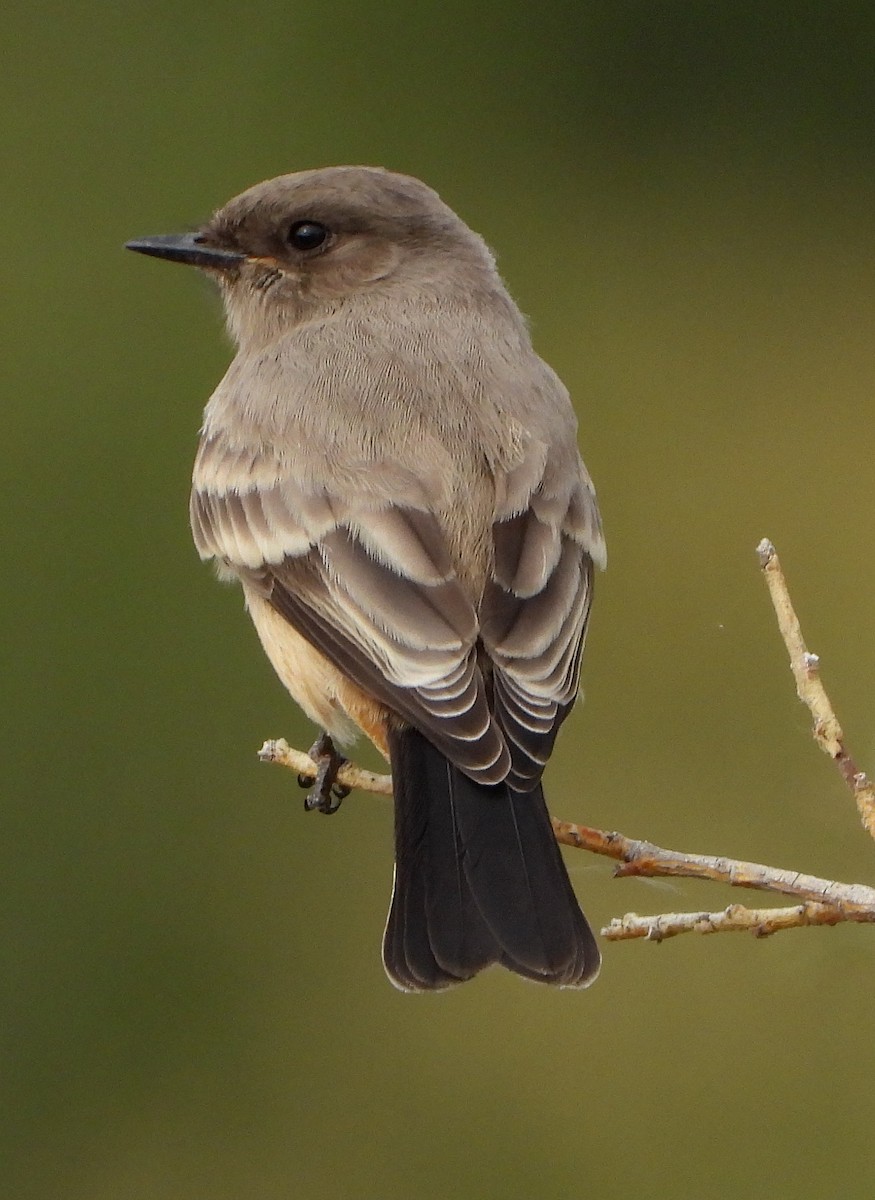 Say's Phoebe - ML262158951