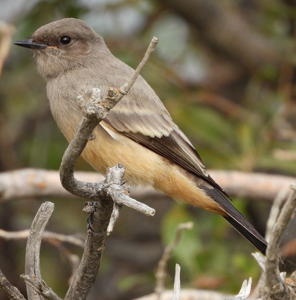 Say's Phoebe - ML262159011