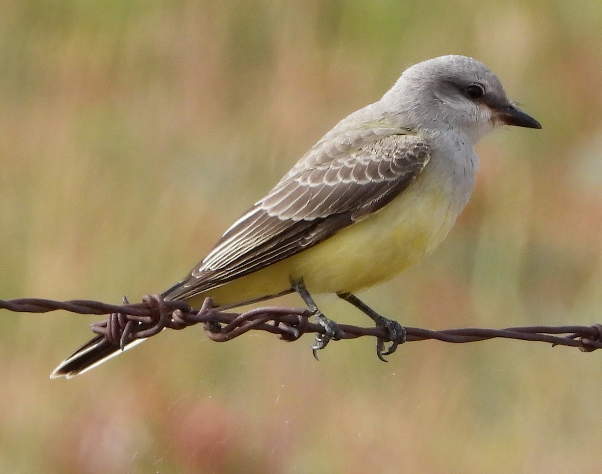 Western Kingbird - ML262159271