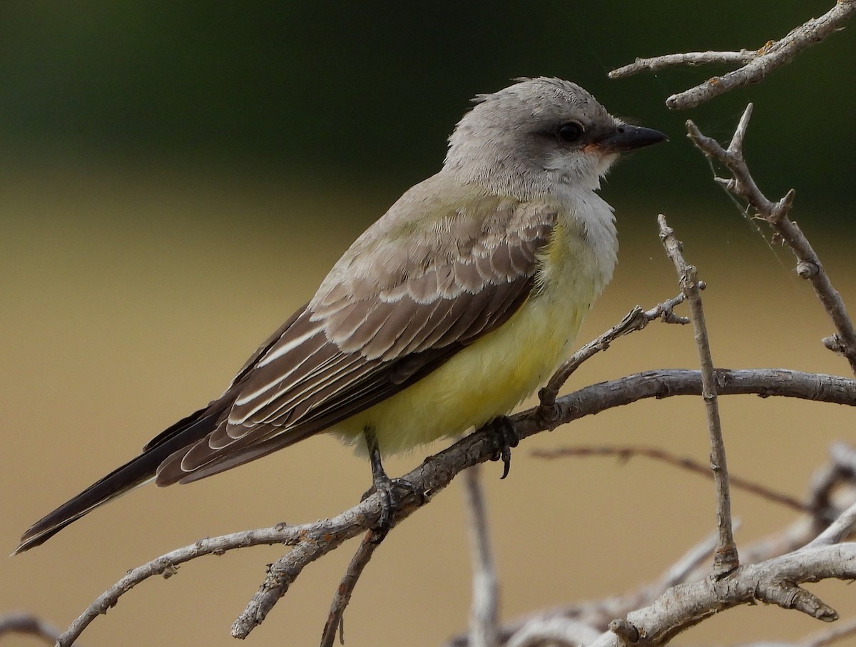 Western Kingbird - ML262159361